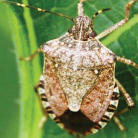 brown marmorated stink bug on leaf