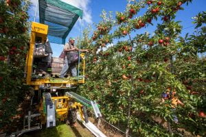 Platform Harvesting of 2-D Training System Employing Size Controlling Rootstock, New Zealand.