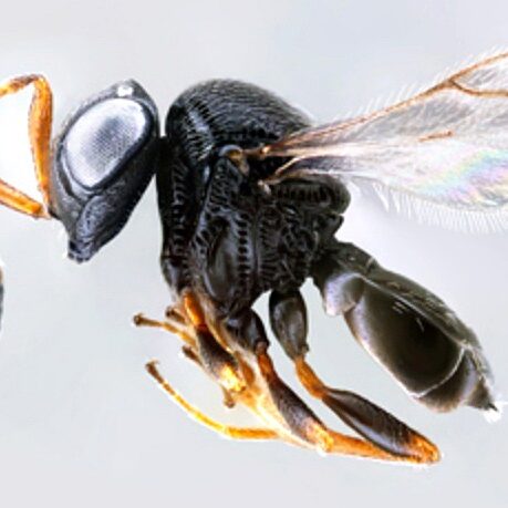 samurai wasp