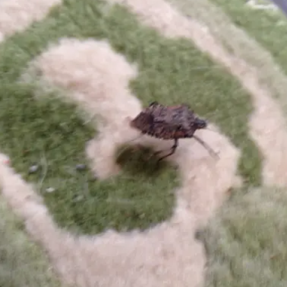 stink bug crawling on rugs