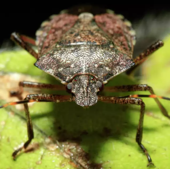 stink bug close up