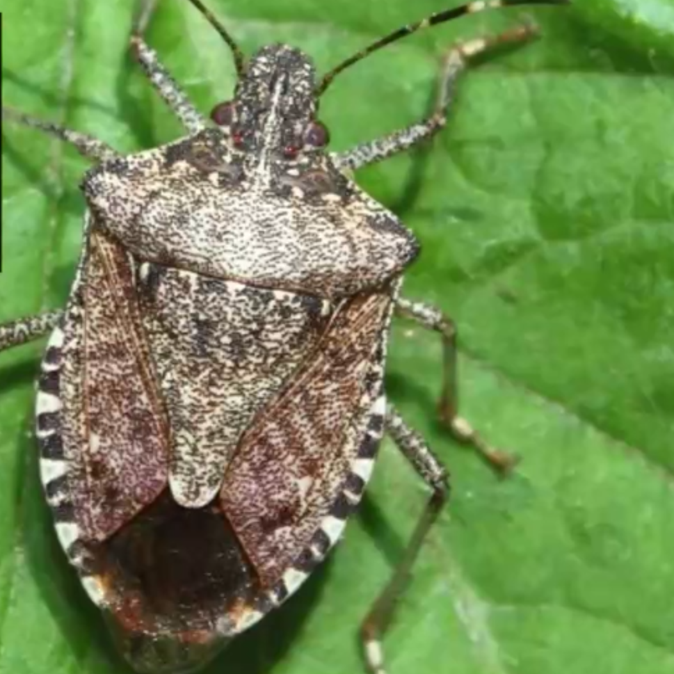 stink bug on leaf