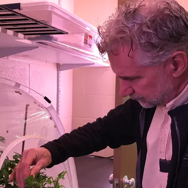 peter jentsch tends to stink bug colonies