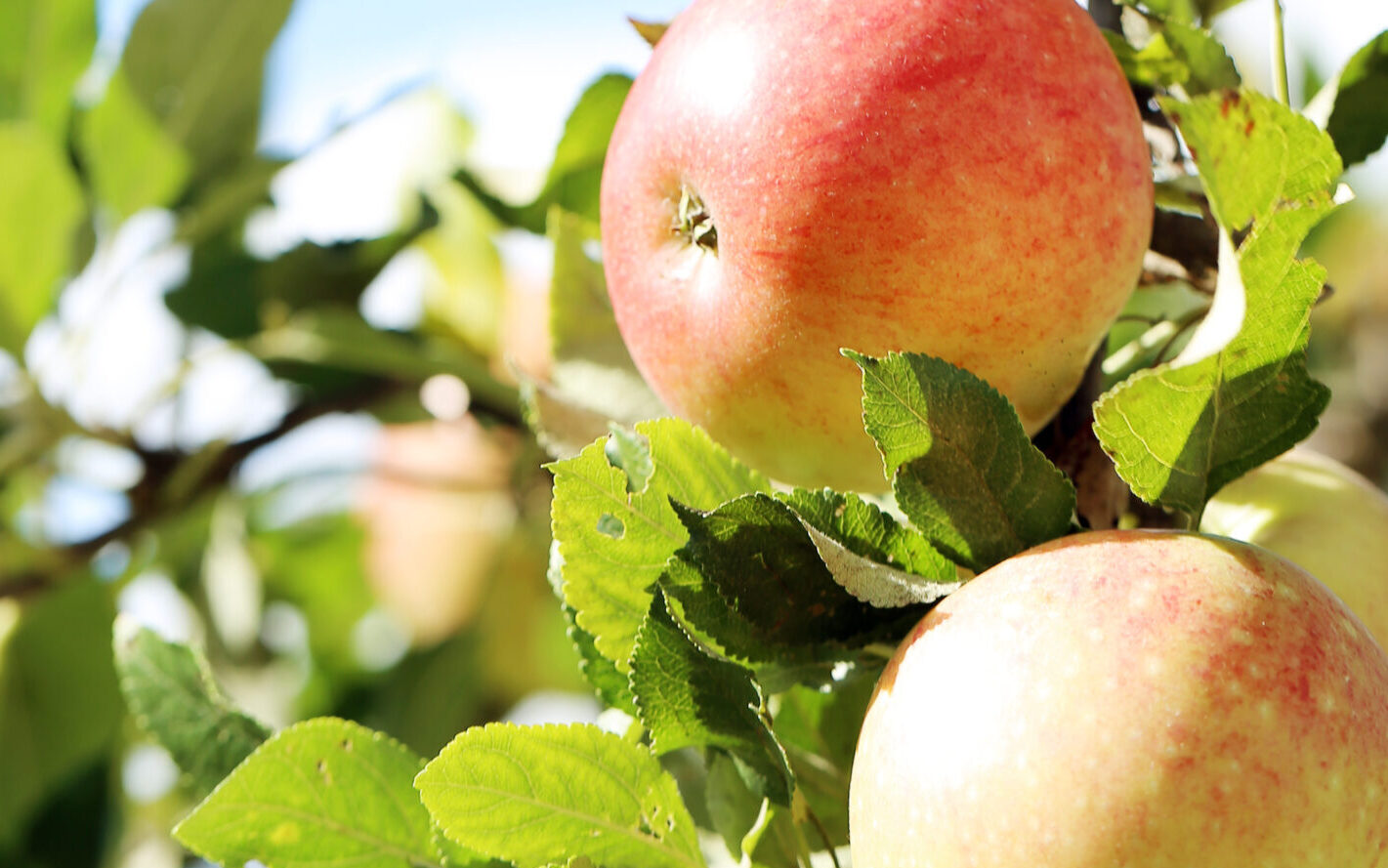 two apples on a tree branch